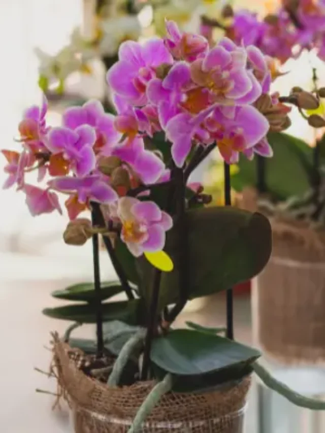 ENTENDA POR QUE CULTIVAR ORQUÍDEA EM VASO É TENDÊNCIA DO MOMENTO