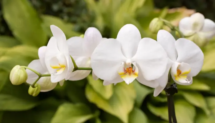 Orquídea Branca dicas de como cuidar e decorar sua casa