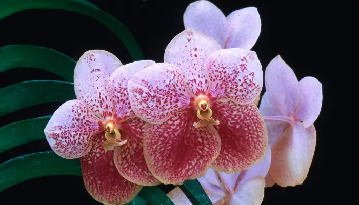 Orquídea Vanda beleza surpreendente e veja como cultivar