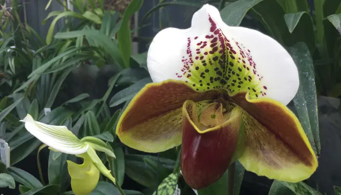 Conheça a Orquídea sapatinho e saiba tudo sobre seu cultivo em casa