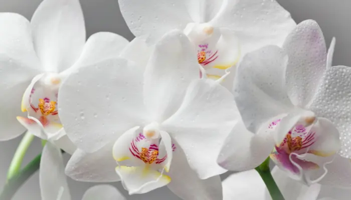 Orquídea Peristeria elata veja que incrível e como cultivar