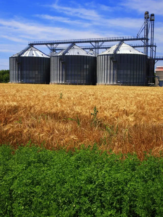 Produção agrícola saiba quantas toneladas pode atingir em 2022