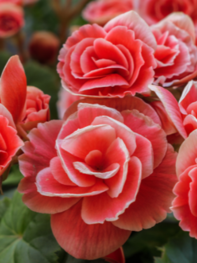 O SEGREDO DE ESCOLHER FLORES PARA PRESENTES