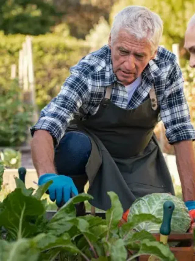 Descubra o Segredo do cultivo da Horta Orgânica em sua casa