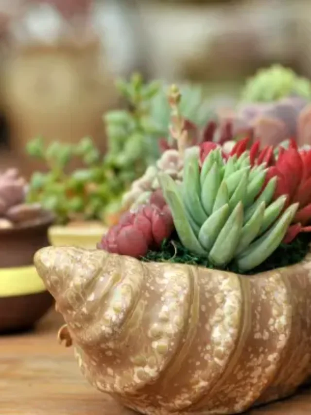 COMO CULTIVAR SUCULENTAS SEM SEGREDOS E DO JEITO SIMPLES