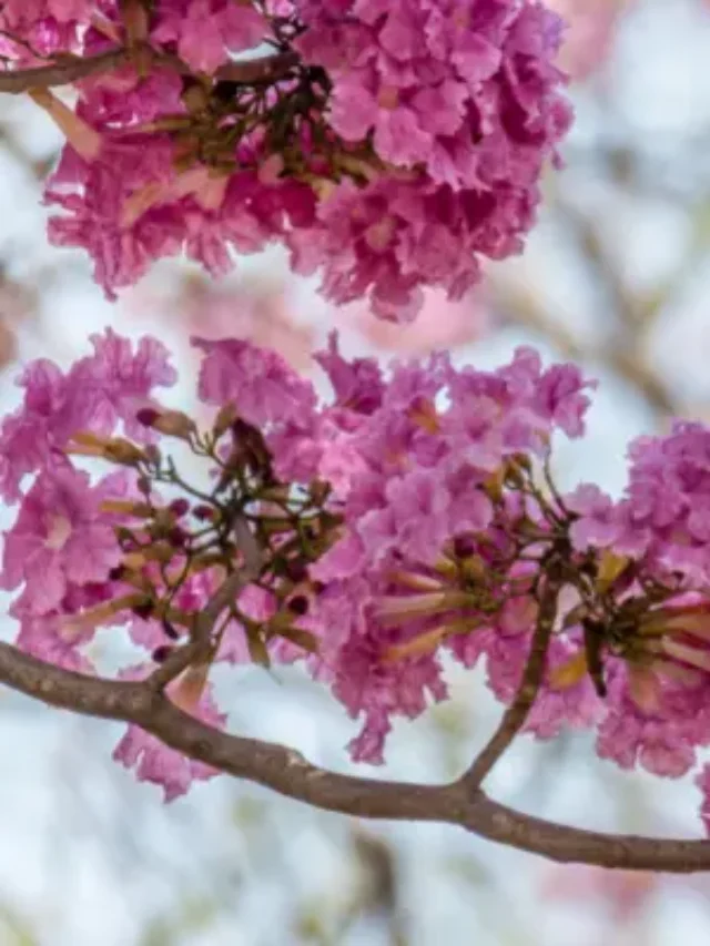 Descubra o Segredo de plantar Ipê da forma correta
