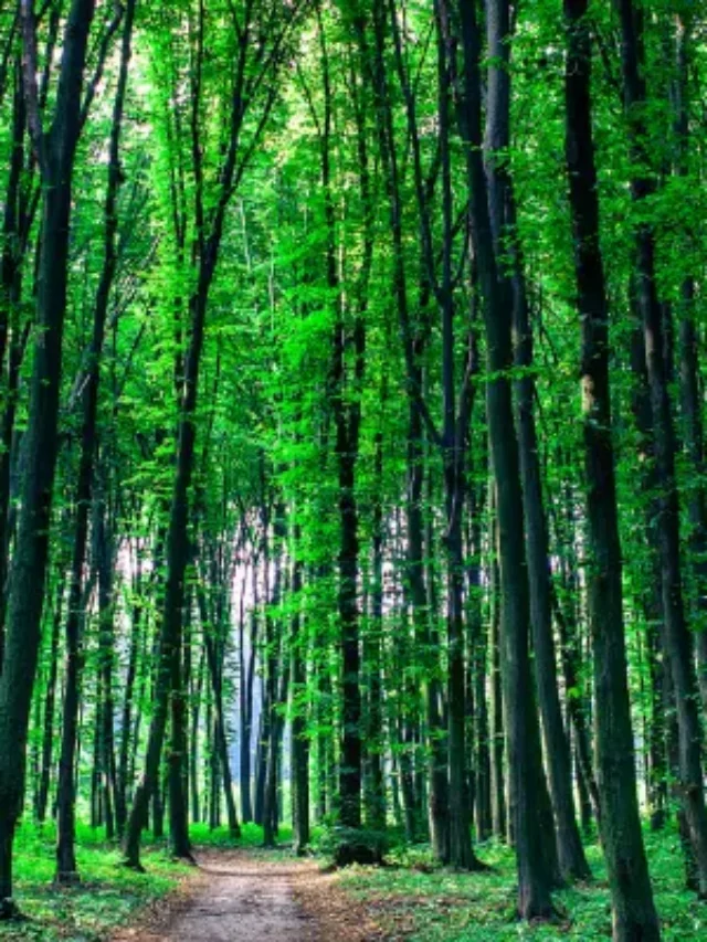 Descubra por que a maioria das plantas são verdes