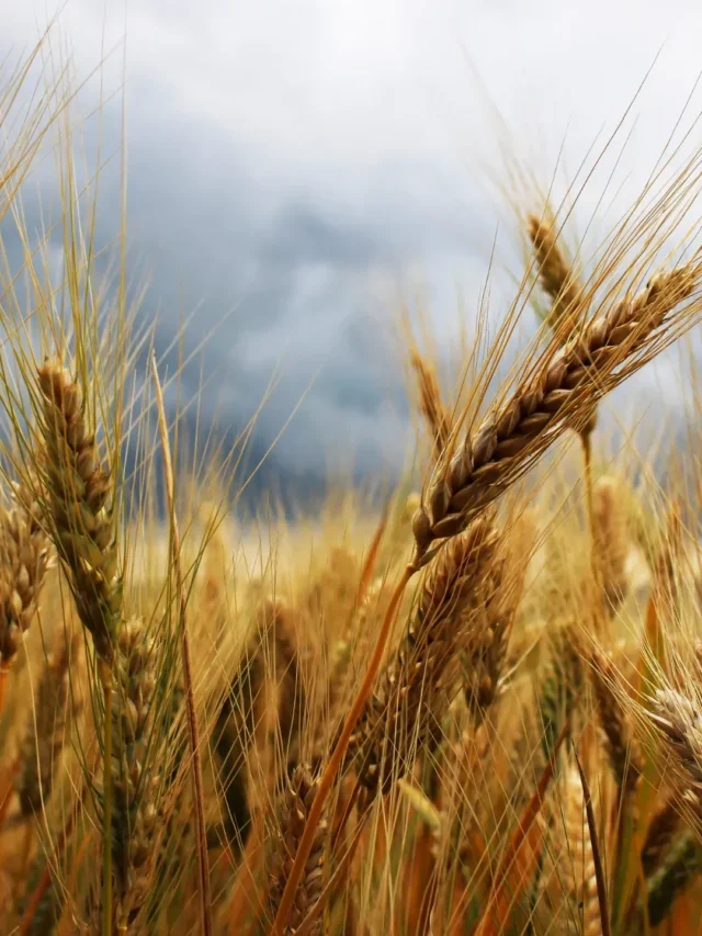 Incrível Agricultura Brasileira e as principais regiões