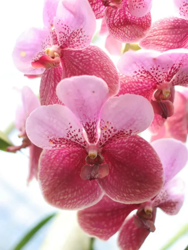 Segredo Revelado da Orquídea Vanda entenda seu cultivo