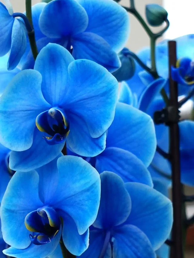 Descubra o Incrível Segredo da Orquídea Azul