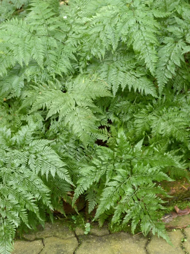 Descubra como Cultivar Samambaia da forma correta