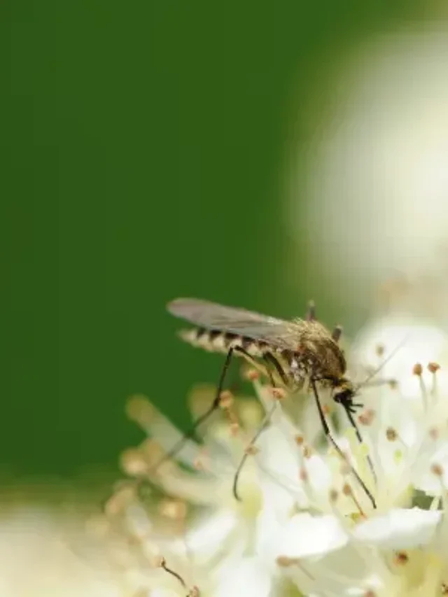 Dicas Incríveis de Plantas Repelentes de Insetos e Mosquitos