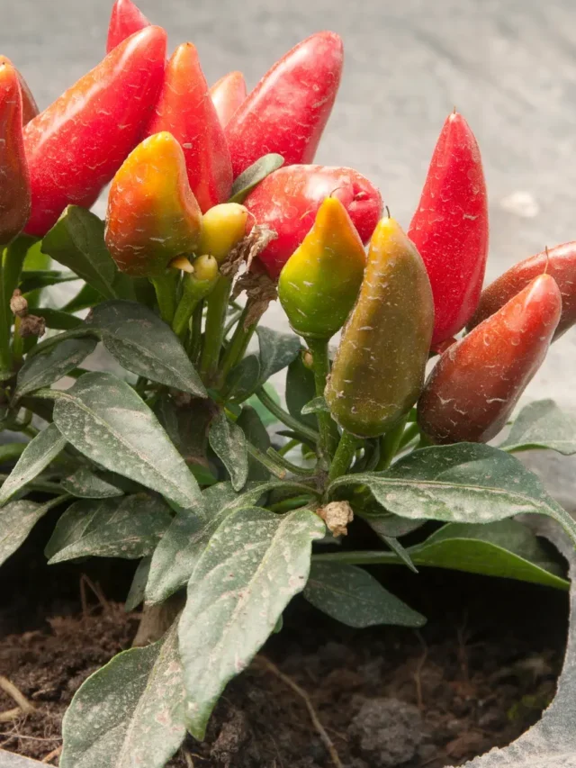 Descubra esse Incrível Método de como Plantar Pimenta em casa