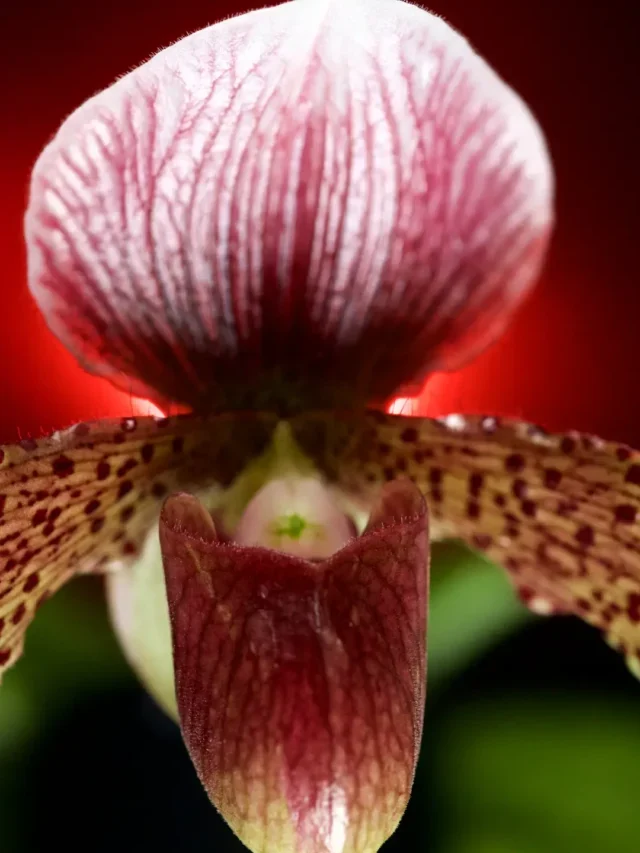 ORQUÍDEA SAPATINHO Segredo Revelado do Cultivo Correto