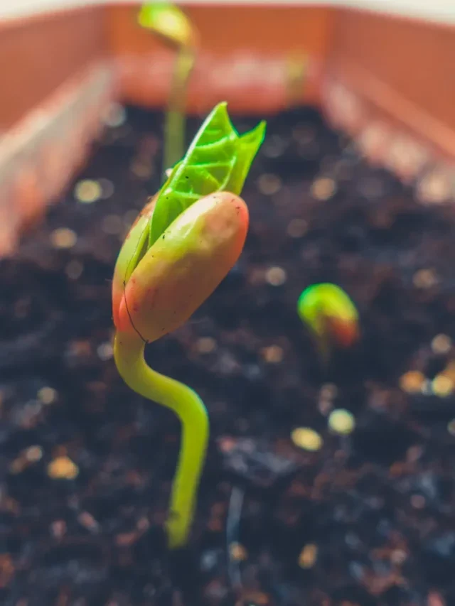 Veja que Incrível é Plantar Feijão no Algodão