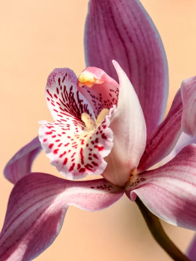 Orquídeas Lindas o Ano Todo Aprenda como Cultivar Corretamente