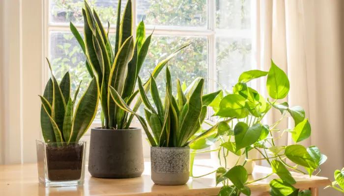 Begônia ou Bambu-mossô qual a melhor planta para ter no apartamento