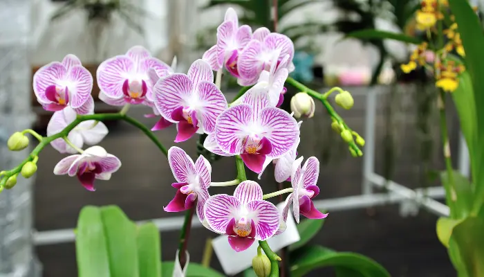 Como cultivar Orquídeas com dicas simples e incríveis - Vivendo Agro