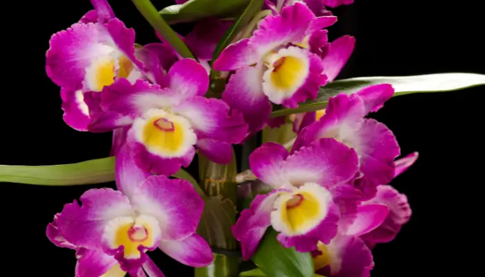 Orquídea Dendrobium