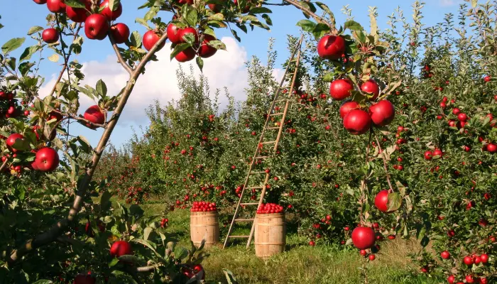 Tecnologia e produção de maçã confira todos os benefícios