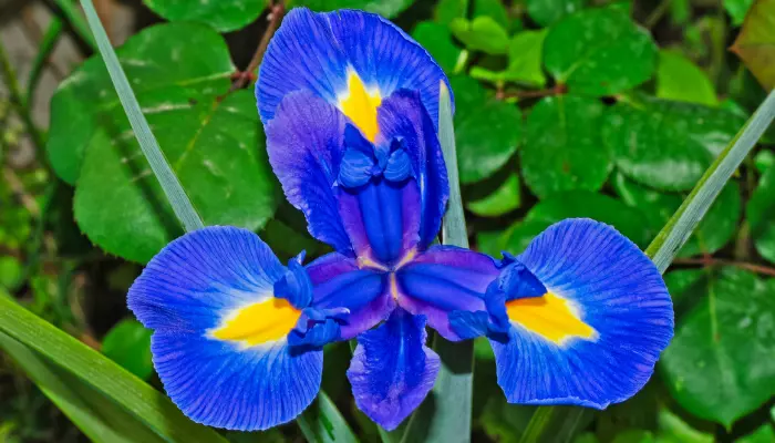 Como plantar a Flor íris azul com dicas incríveis