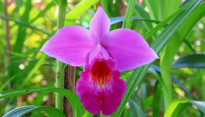 Orquídea Arundina confira por que ela é muito procurada para jardins