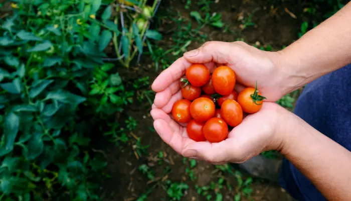 Como plantar e cultivar Tomate cereja
