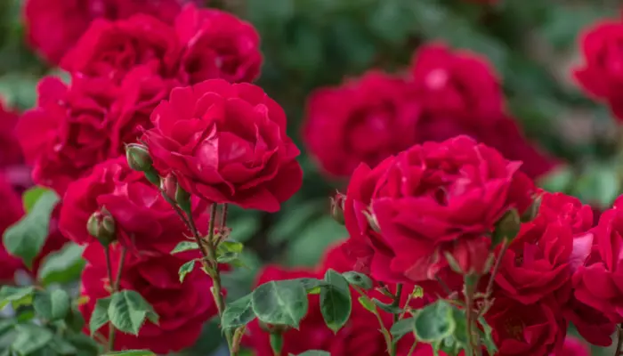 Como cuidar de Rosas e ter um jardim incrível