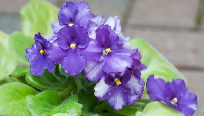 Como cultivar a Violeta africana em seu jardim