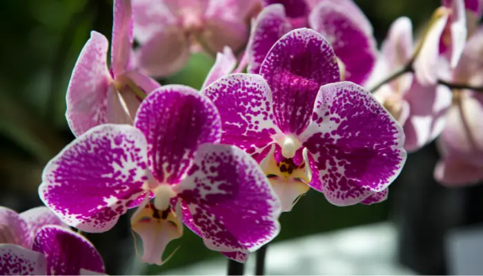 Conheça a Orquídea mais resistente e cultive no jardim