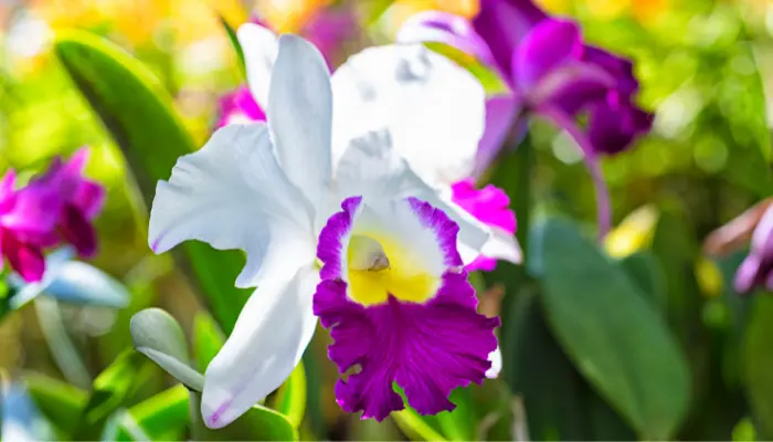Conheça a Orquídea cattleya e saiba como plantar e cultivar