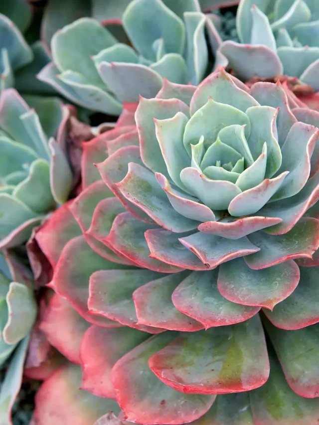 Como Plantar Suculentas de Forma Simples e Rápida