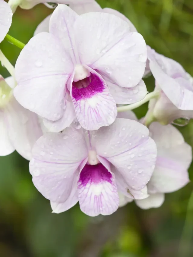 ORQUÍDEA DENDROBIUM SEGREDO REVELADO DO CULTIVO PERFEITO