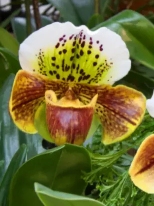 INCRÍVEL CONHEÇA AS ORQUÍDEAS MAIS RARAS DO MUNDO