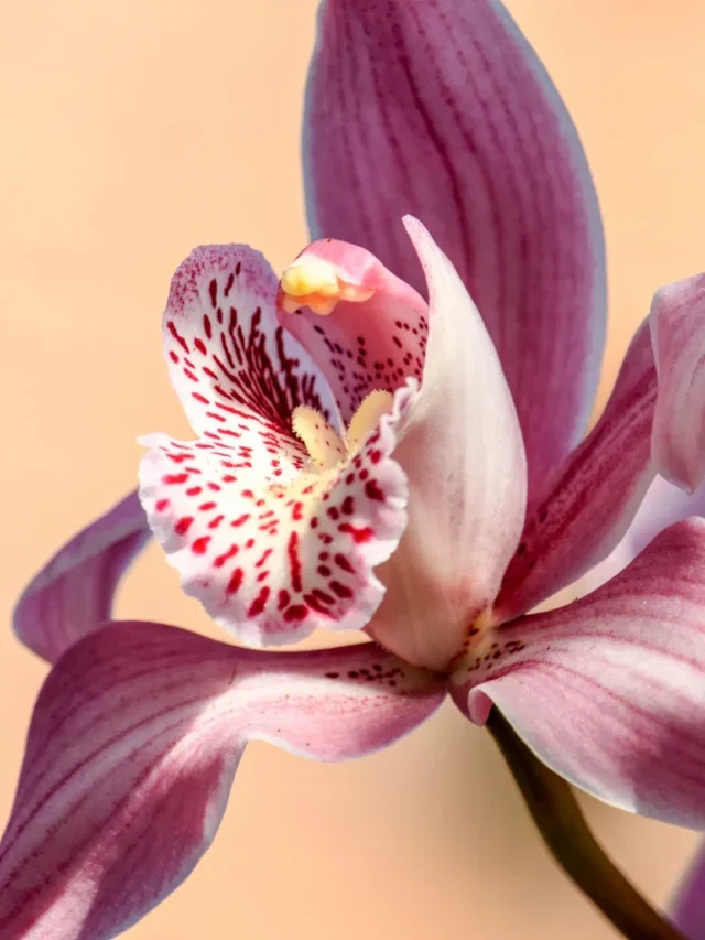 Orquídeas Descubra o Segredo Milenar do Cultivo Correto