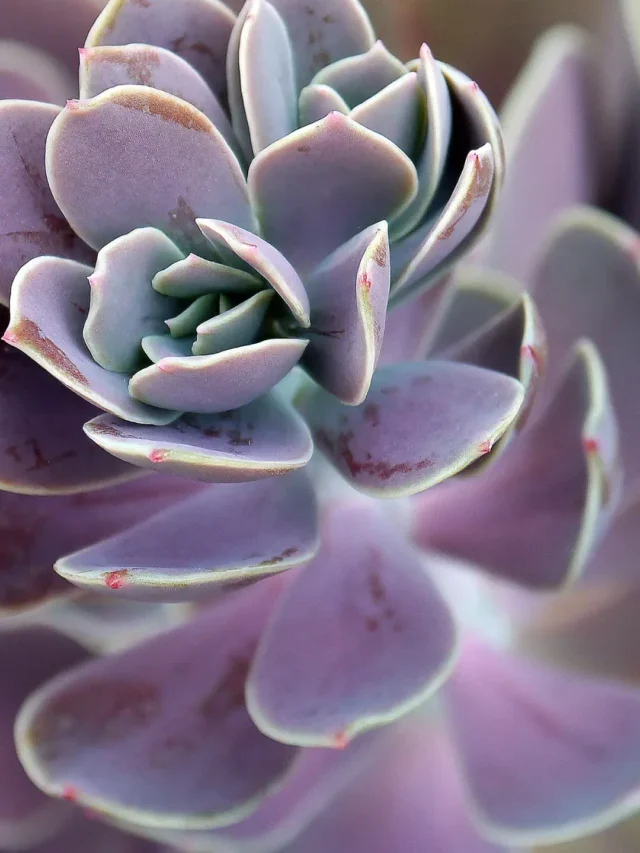 APRENDA A PODAR SUAS SUCULENTAS DE FORMA FÁCIL E SIMPLES