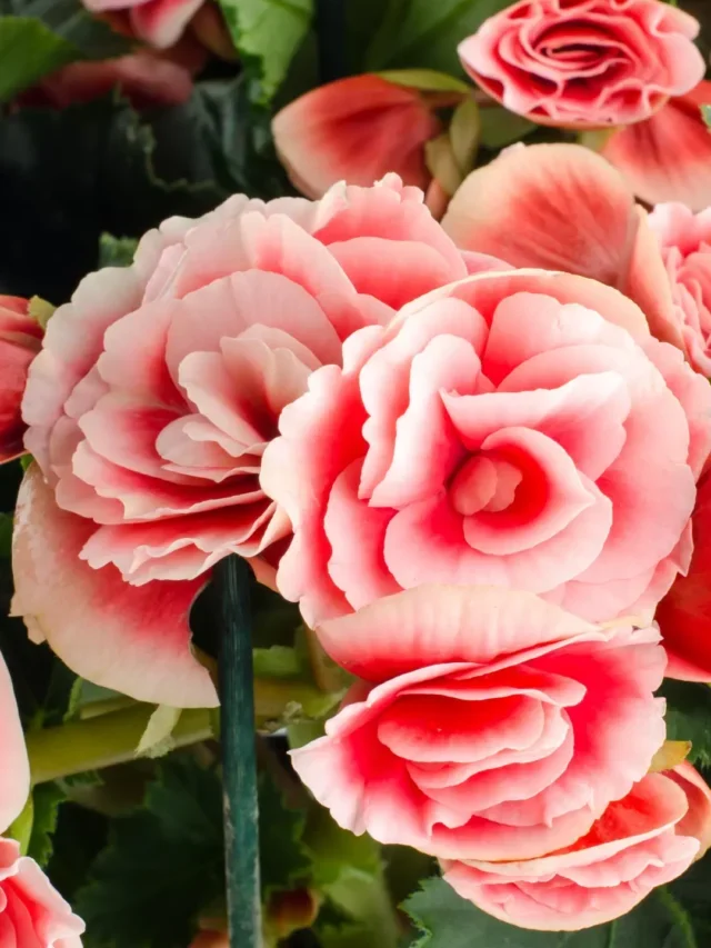 Begônia ou Bambu-Mossô Dica Infalível para Não Errar na Escolha