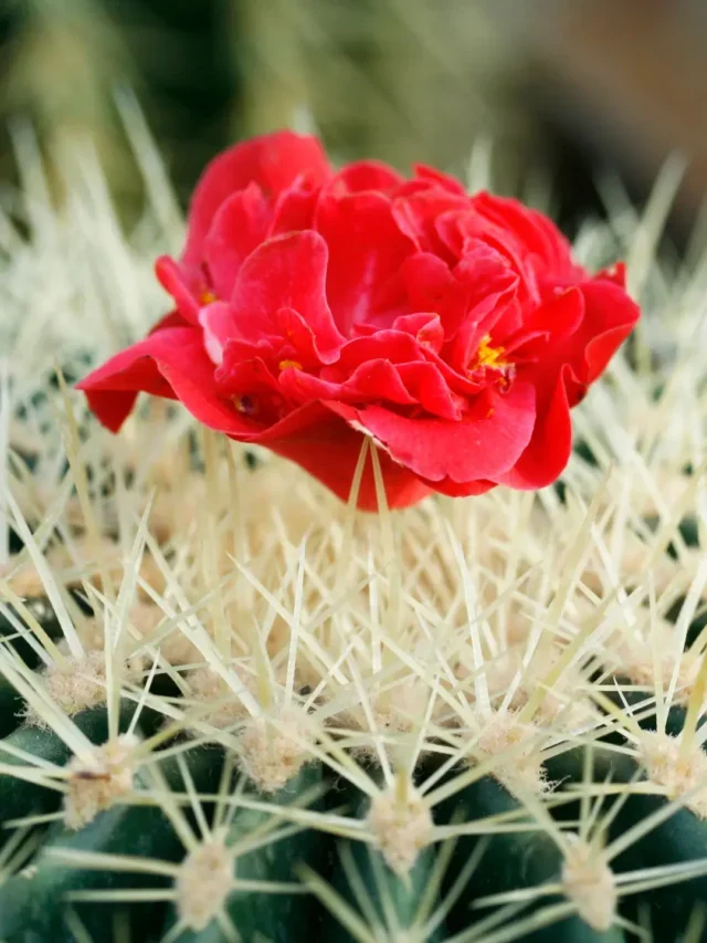 QUE TAL CACTOS SEMPRE FLORIDOS? DESCUBRA A TÉCNICA INFALÍVEL