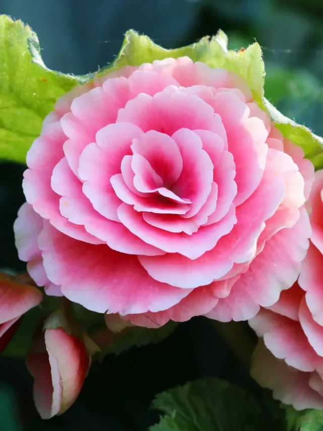 BEGÔNIAS TUDO QUE VOCÊ PRECISA SABER SOBRE SEU CULTIVO