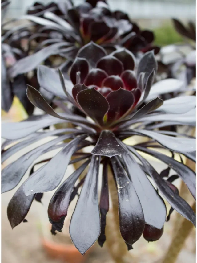 Conheça a Incrível Rosa do Deserto Preta e Saiba como Cultivar