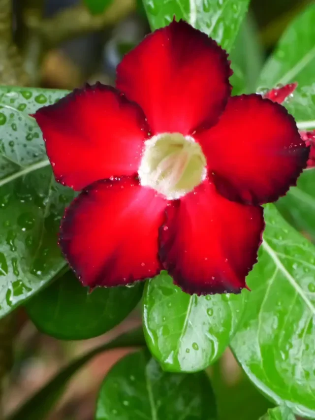 Rosa do Deserto com 3 Cores? Aprenda essa Incrível Técnica
