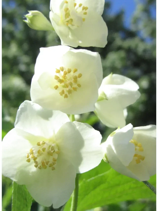 Jasmim Perfumado Descubra a Técnica de Florir Todo o Tempo