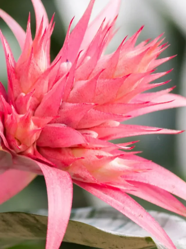 Bromélia Aprenda como Plantar Corretamente