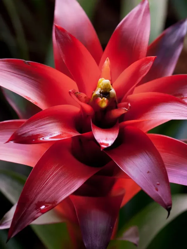 Como cuidar de Bromélias em 5 passos