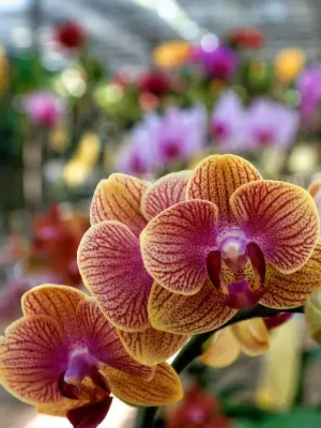 Orquídeas – Descubra sua Origem e Como Plantar Facilmente