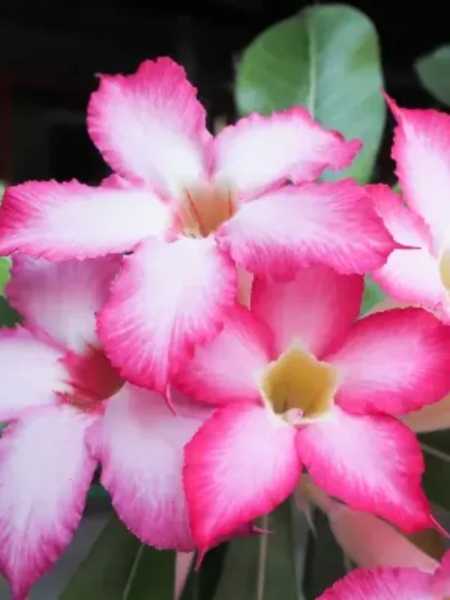 QUE TAL SUA ROSA DO DESERTO CARREGADA DE FLORES? DESCUBRA ESTA TÉCNICA