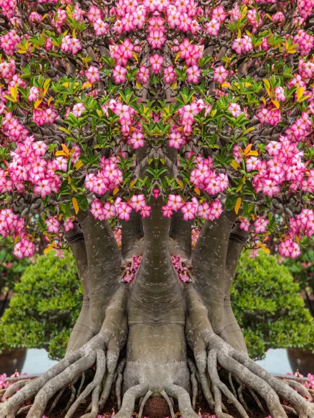 ROSA DO DESERTO VEJA UM PASSO A PASSO COMPLETO DE COMO CULTIVAR