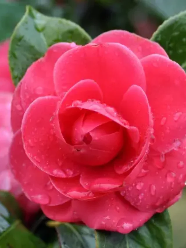 CAMÉLIAS APRENDA COMO PLANTAR DA FORMA CORRETA