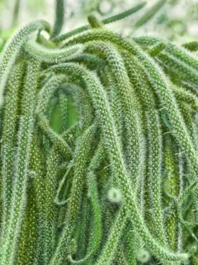 CONHEÇA O INCRÍVEL CACTO RABO-DE-RATO E DESCUBRA COMO PLANTAR