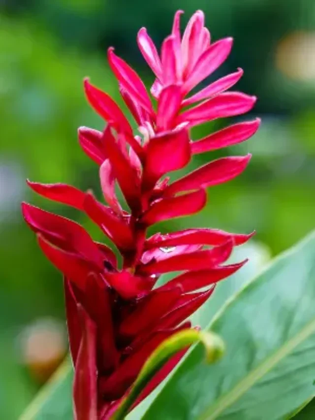 VOCÊ CONHECE ALPINIA VERMELHA? RARÍSSIMA E PERFEITA PARA O JARDIM